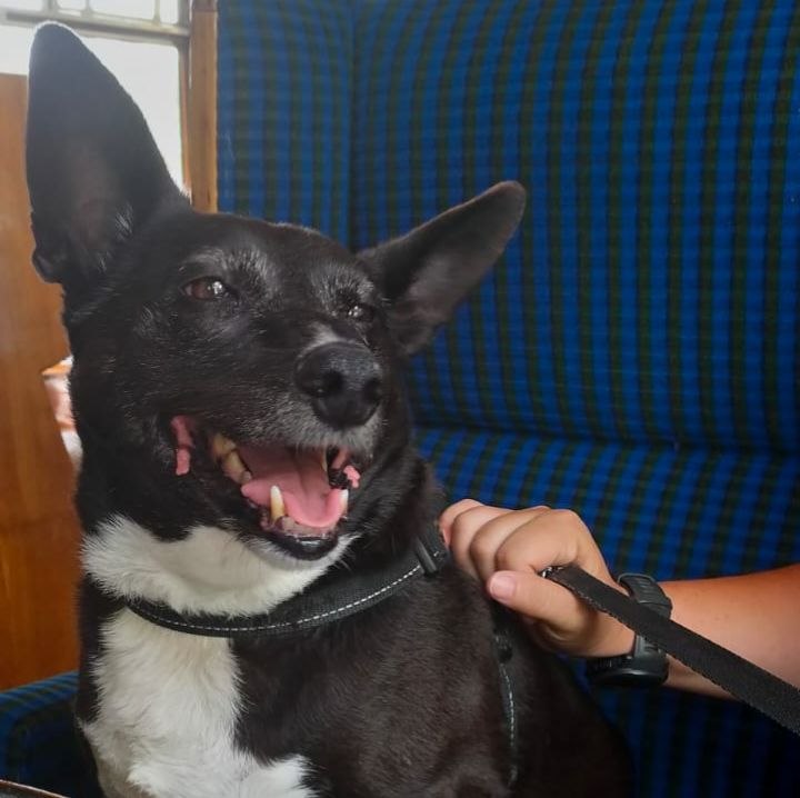 Harley smiling on the train