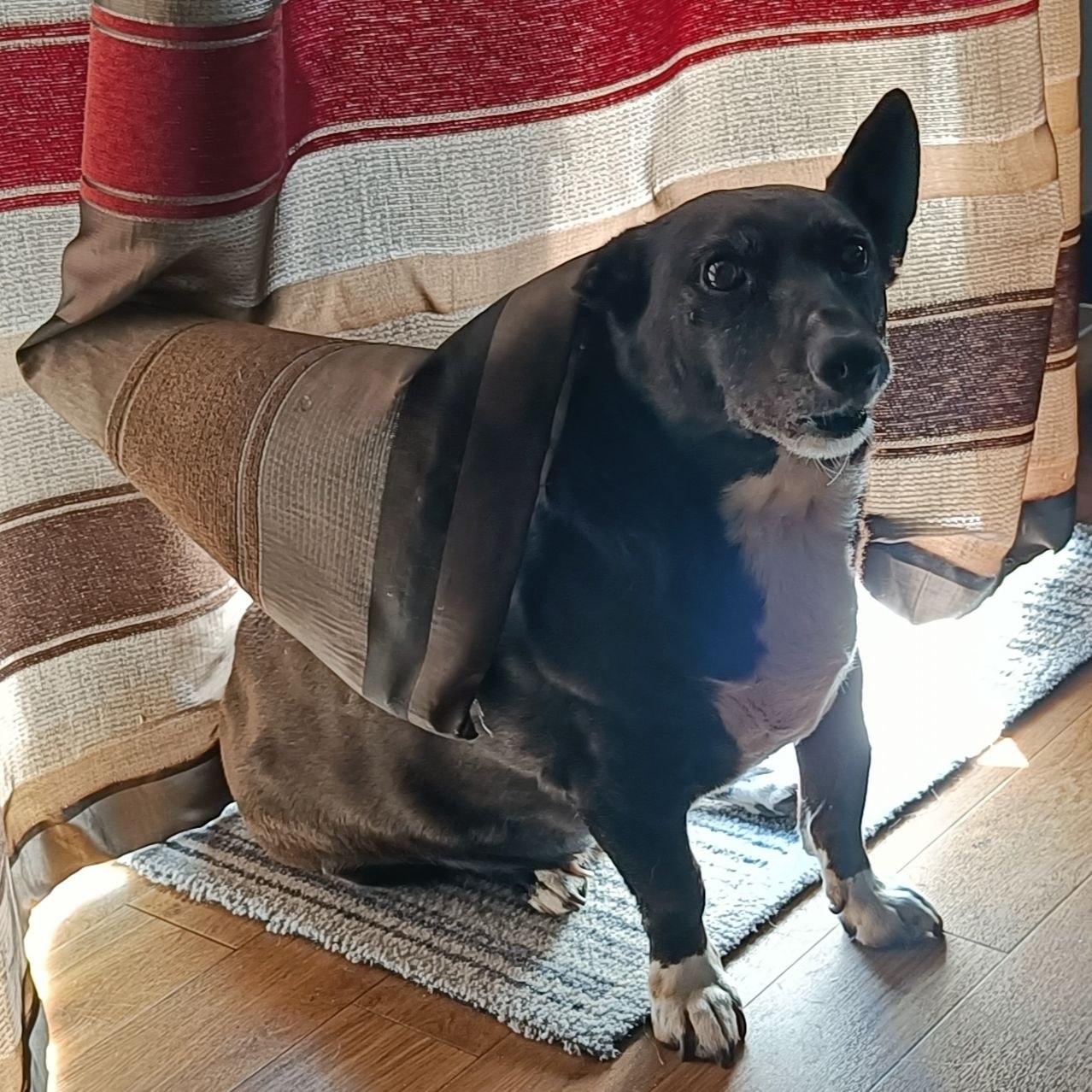 Harley, old black dog with grey muzzle, peeking behind a curtain